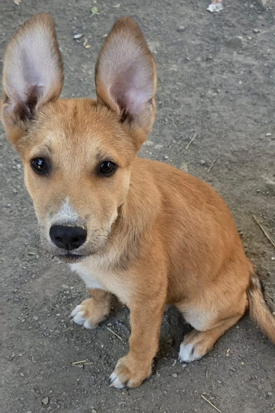 Kika
