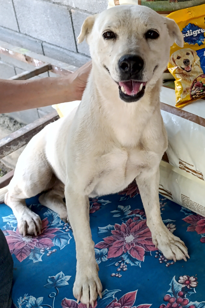 Kosca