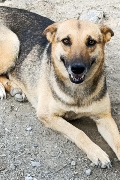 Layla